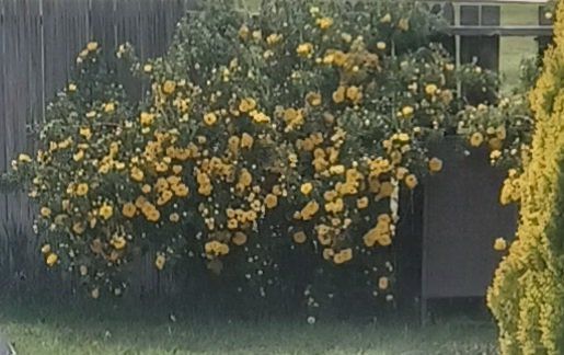 BEAUTIFUL YELLOW ROSES!