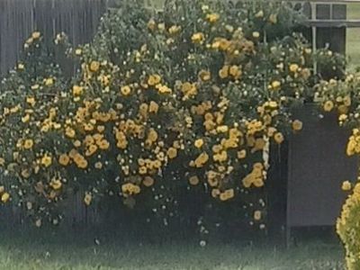 BEAUTIFUL YELLOW ROSES!