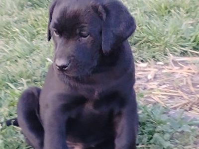 Lab Puppies