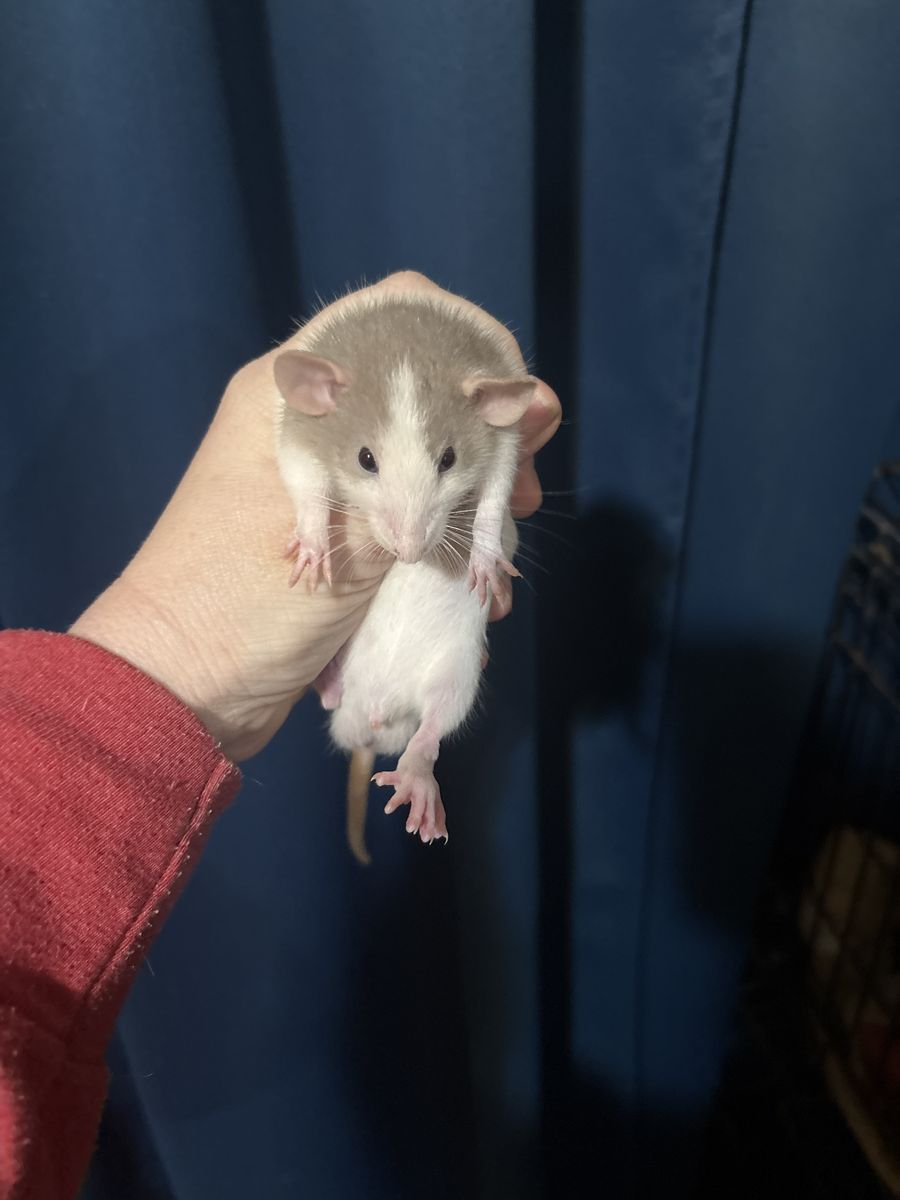 Baby Rats!!!