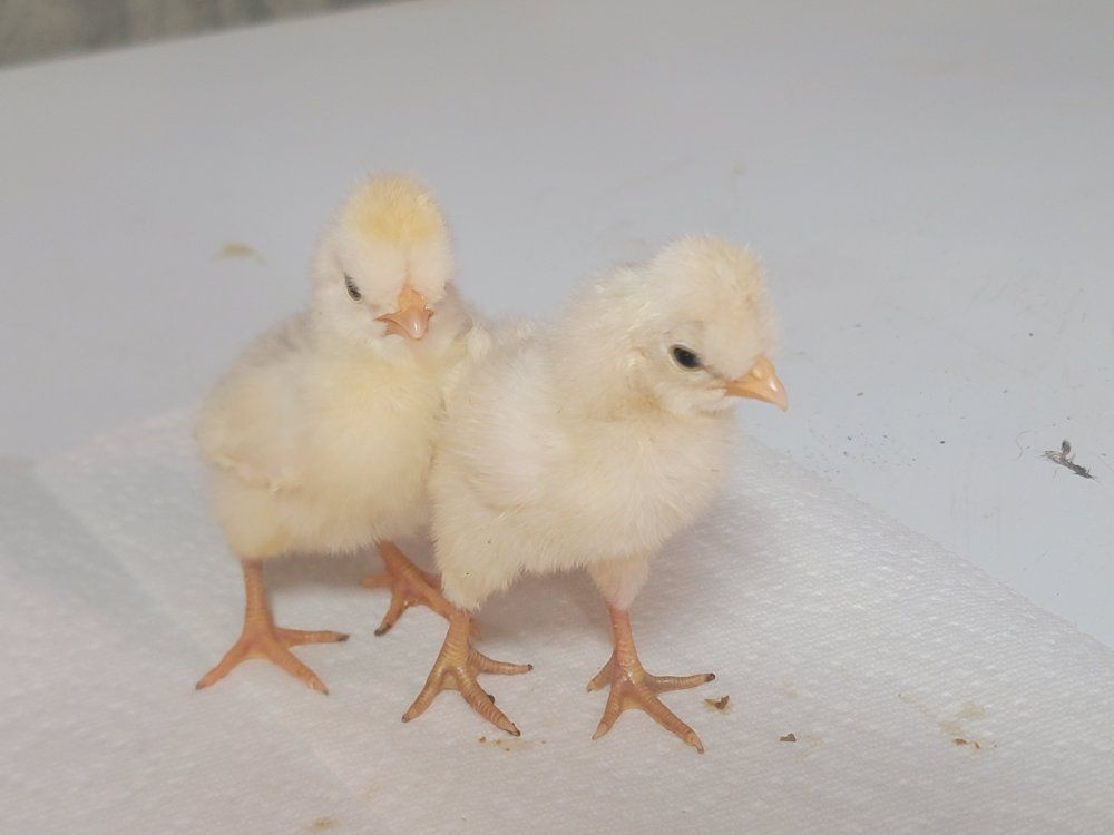 Schijndelaar chicks