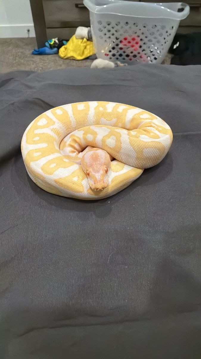 Albino ball python