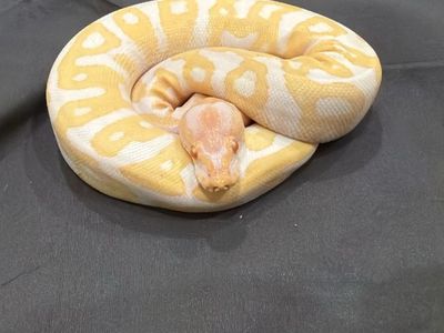 Albino ball python