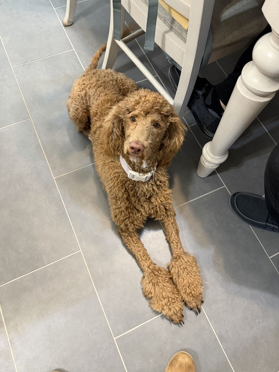 Standard Poodle Golden