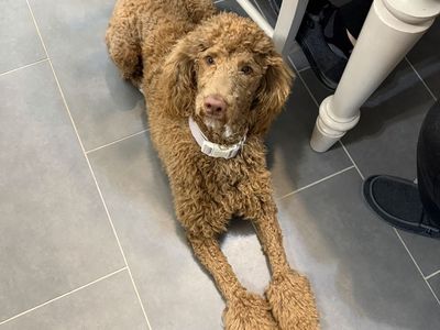 Standard Poodle Golden