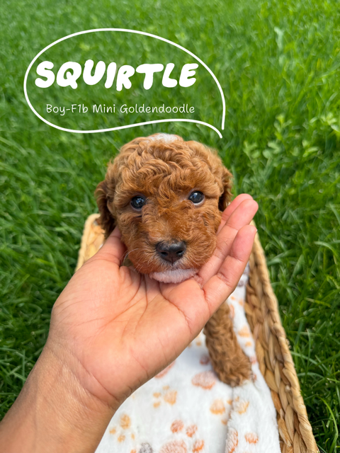Beautiful Tuxedo F1B Mini Goldendoodles, One Last Boy Squirtle, Hypoallergenic, Puppy Culture Trained