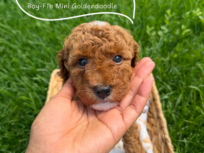 Beautiful Tuxedo F1B Mini Goldendoodles, One Last Boy Squirtle, Hypoallergenic, Puppy Culture Trained