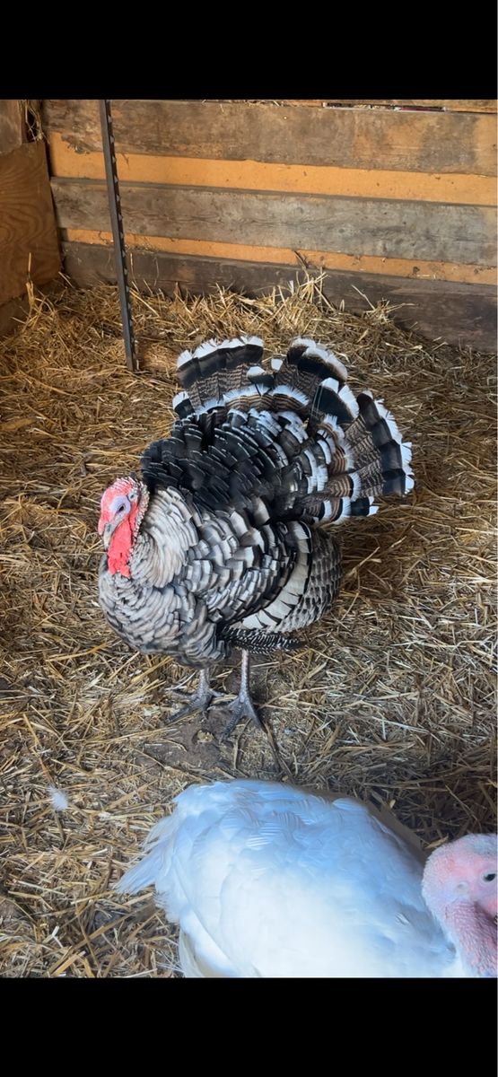 ISO Farm Animals - Looking to Adopt Livestock & Poultry