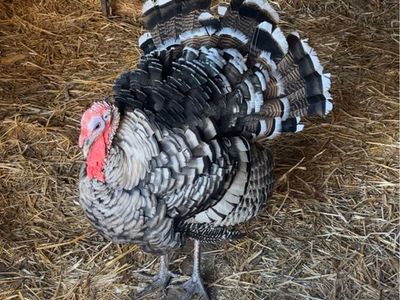 ISO Farm Animals - Looking to Adopt Livestock & Poultry