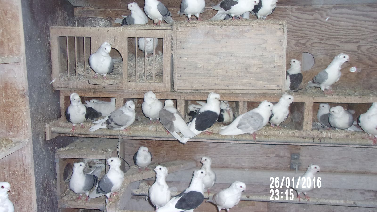 Old German Owl Pigeons