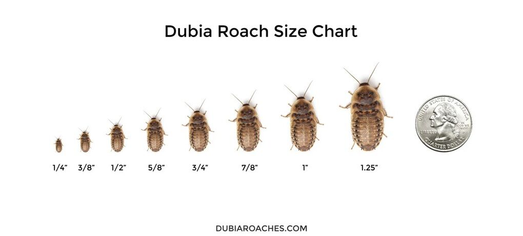 Dubia Roaches
