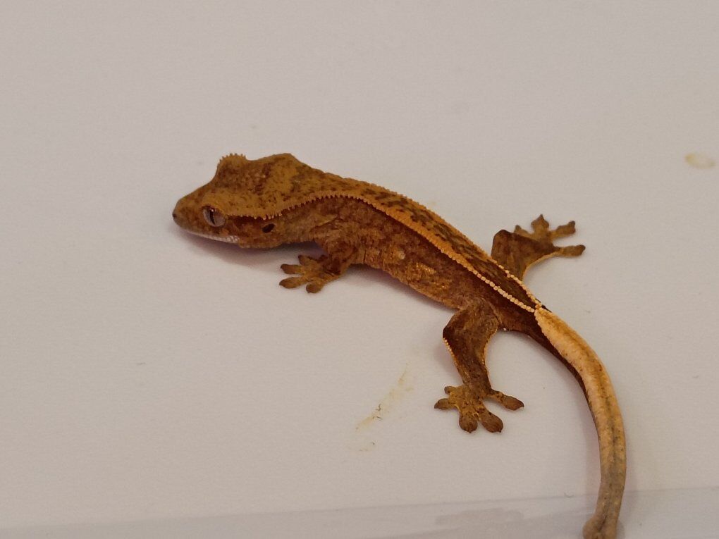 crested gecko hatchling