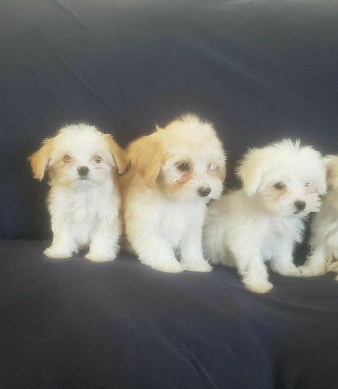 Morkie and Mini Poodle Mix Puppies, Ready for their new homes