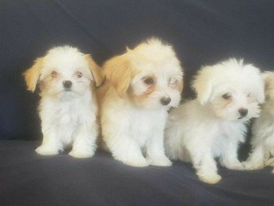 Morkie and Mini Poodle Mix Puppies, Ready for their new homes