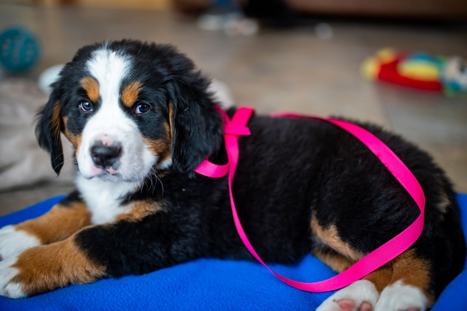 AKC Bernese Mountain Dog Puppies