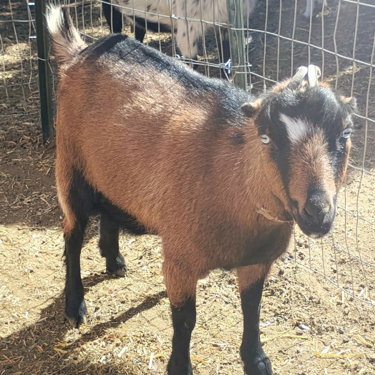 mini Lamancha doe (bred 2/10)