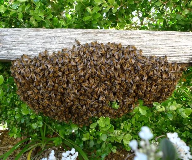 Bee Swarm