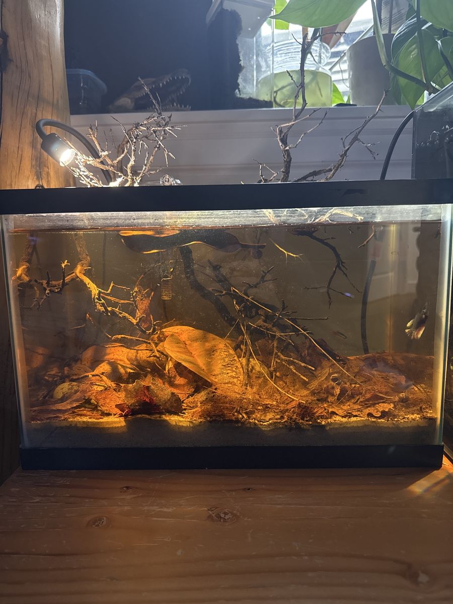 5 gal dark water aquarium