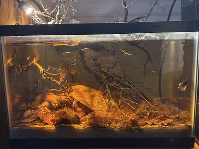 5 gal dark water aquarium