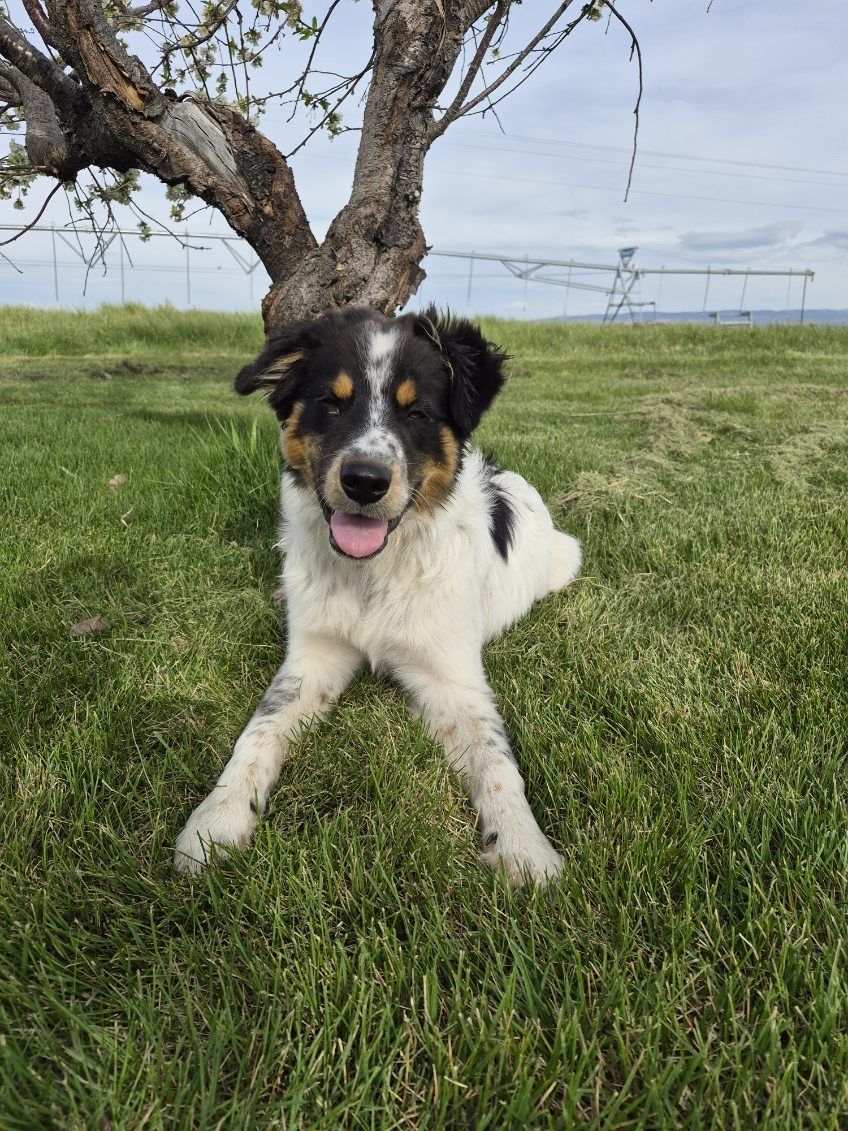 5mo Border Collie Aussie Puppy