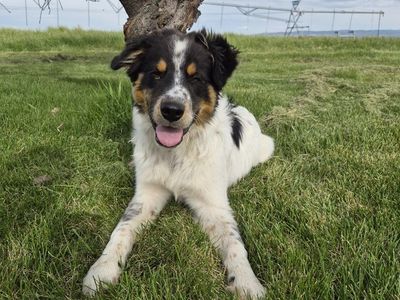 5mo Border Collie Aussie Puppy