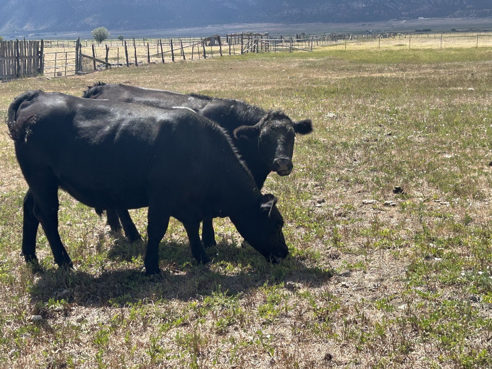 100% grass finished steer home grown small farm