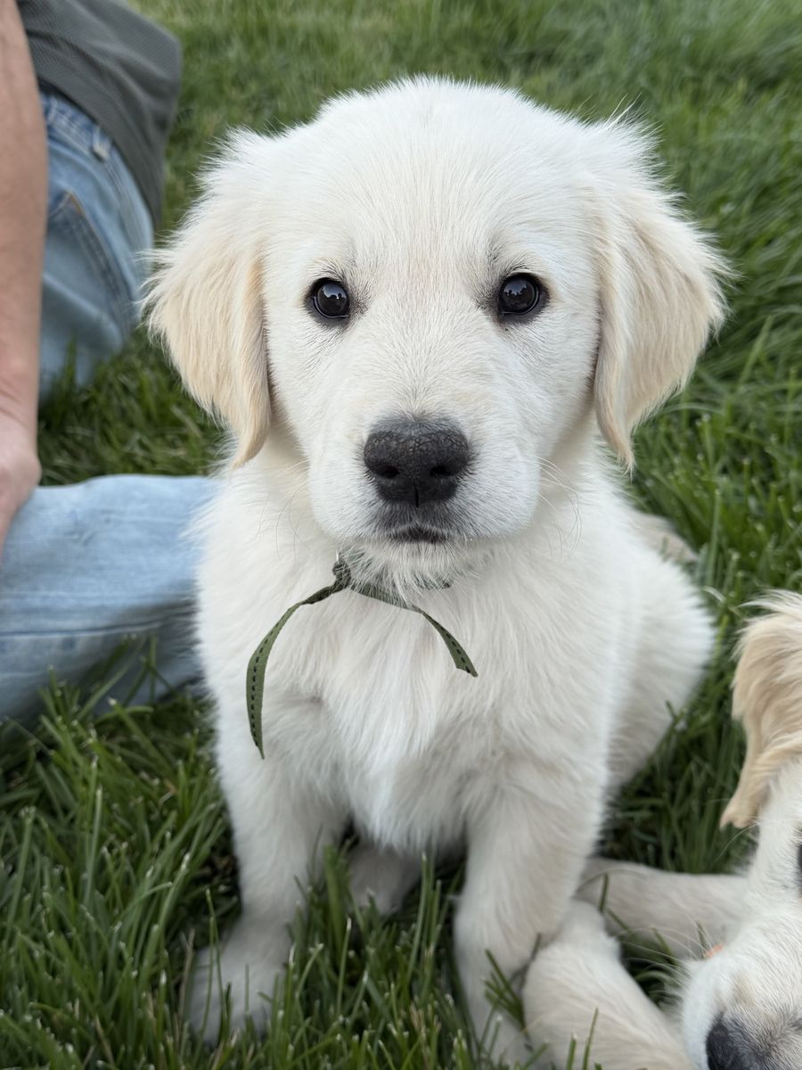 AKC English Golden Retriever Puppies