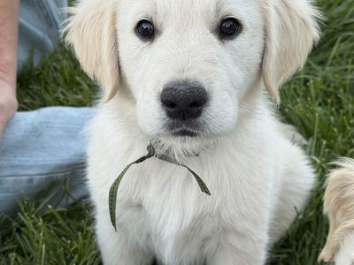 AKC English Golden Retriever Puppies