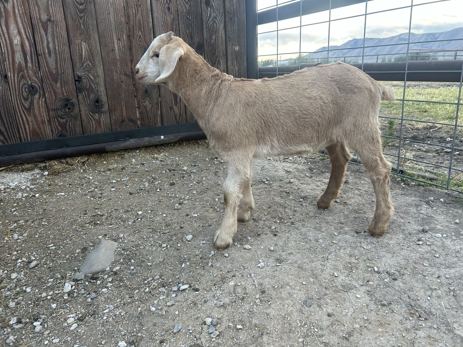 Bore Nubian Alpine Mix Wethers - 3 Month Old Goats (4 Available)