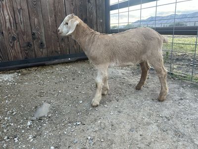 Bore Nubian Alpine Mix Wethers - 3 Month Old Goats (4 Available)