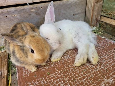 Bunnies!!!! Holland lop/New Zealand mix