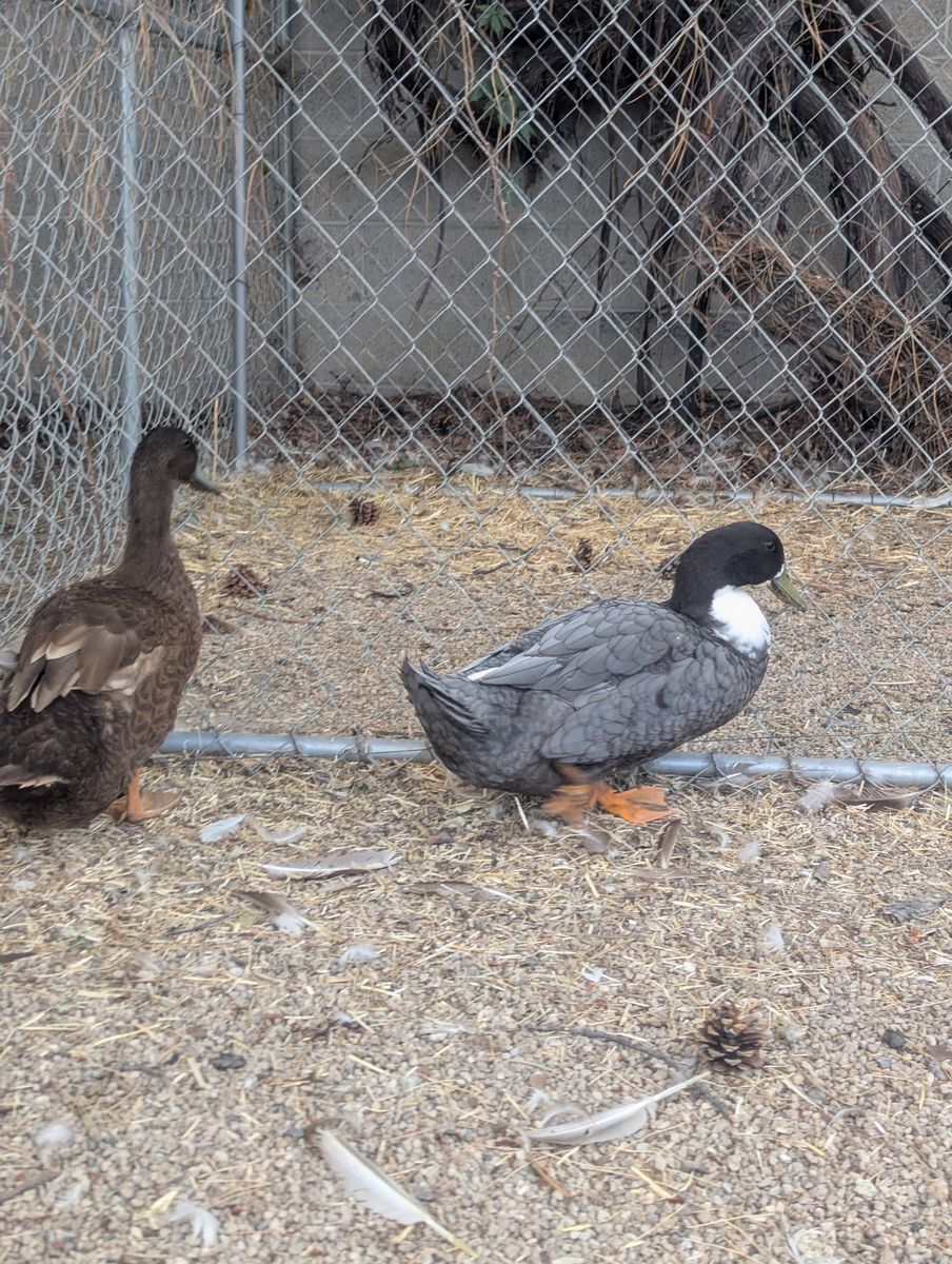 Pair of Ducks - Drakes