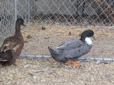Pair of Ducks - Drakes