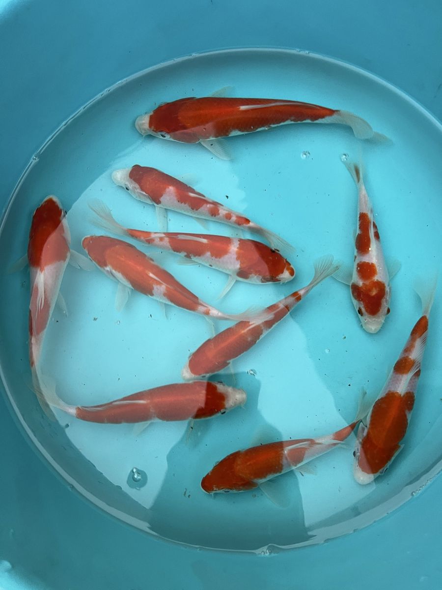 Kohaku Tosai koi fish