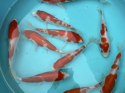 Kohaku Tosai koi fish
