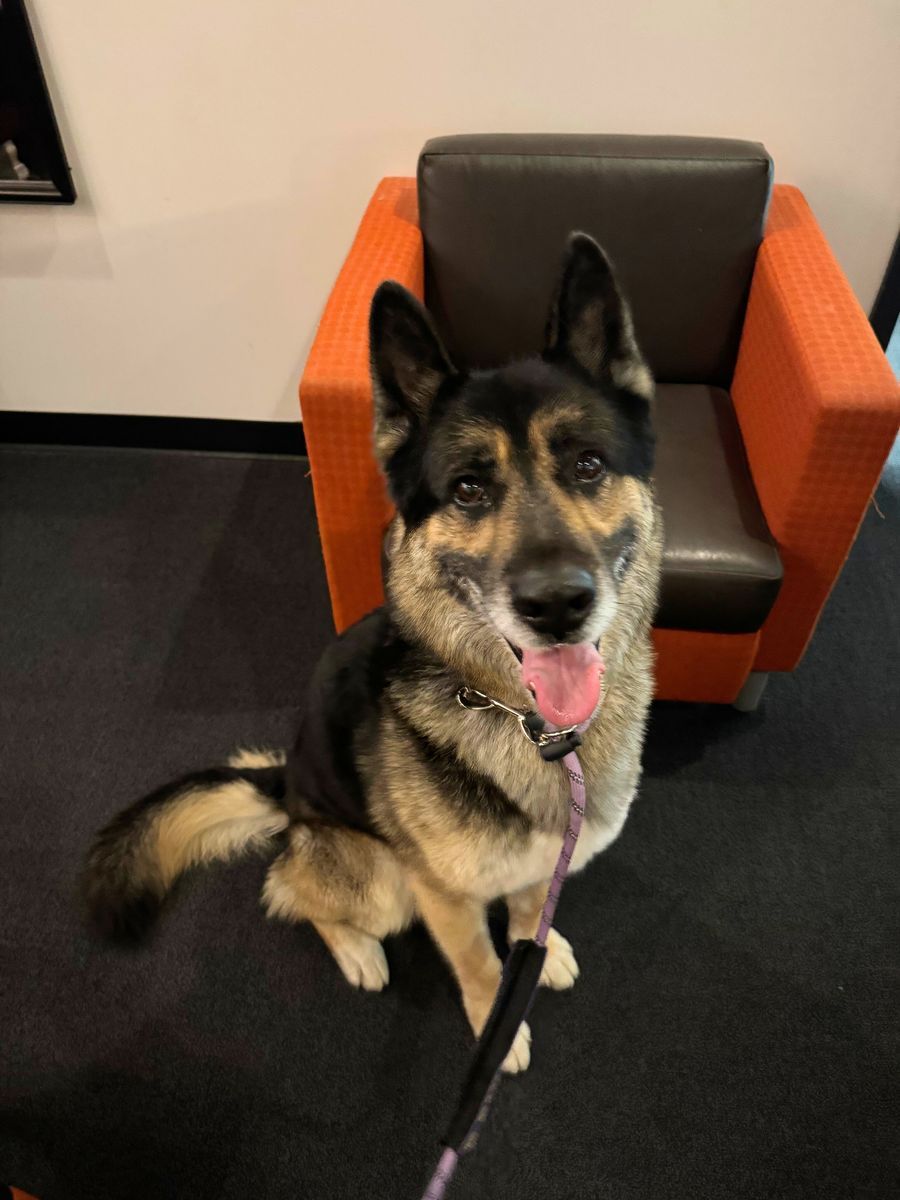 A159511 Mufasa is Available for Adoption!