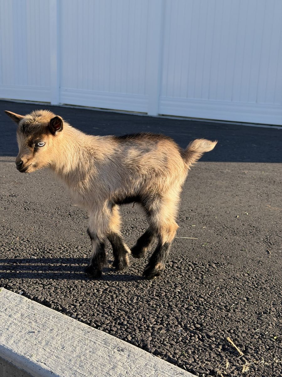 Chamoise Nigerian Buckling