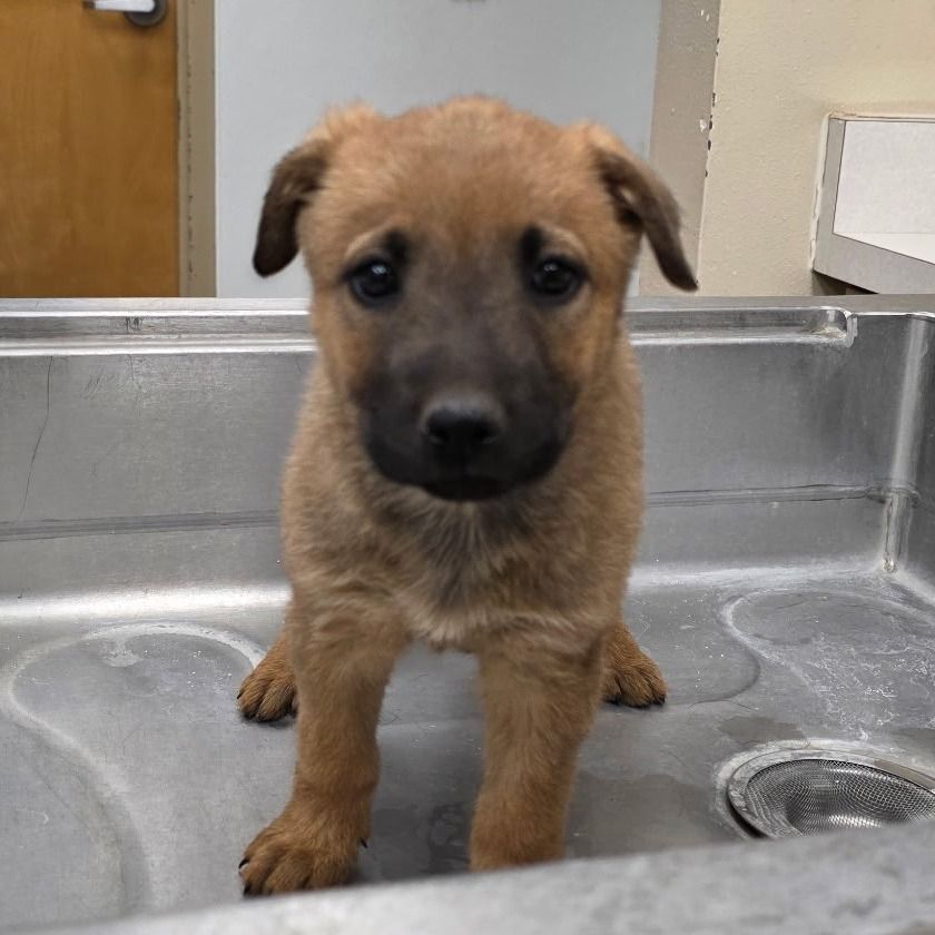 Hello my name is Iris