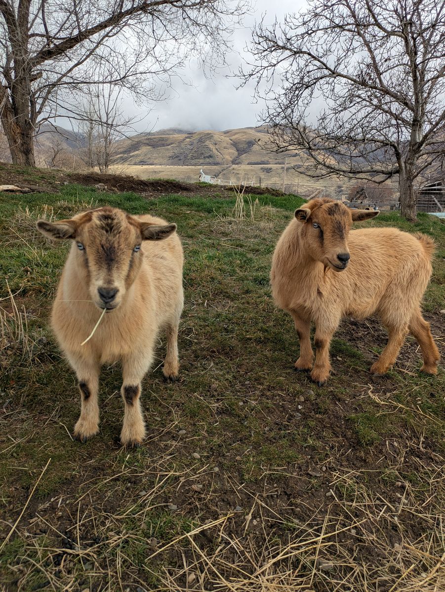 Goats for Tying & Roping Practice for Lease