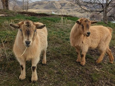 Goats for Tying & Roping Practice for Lease