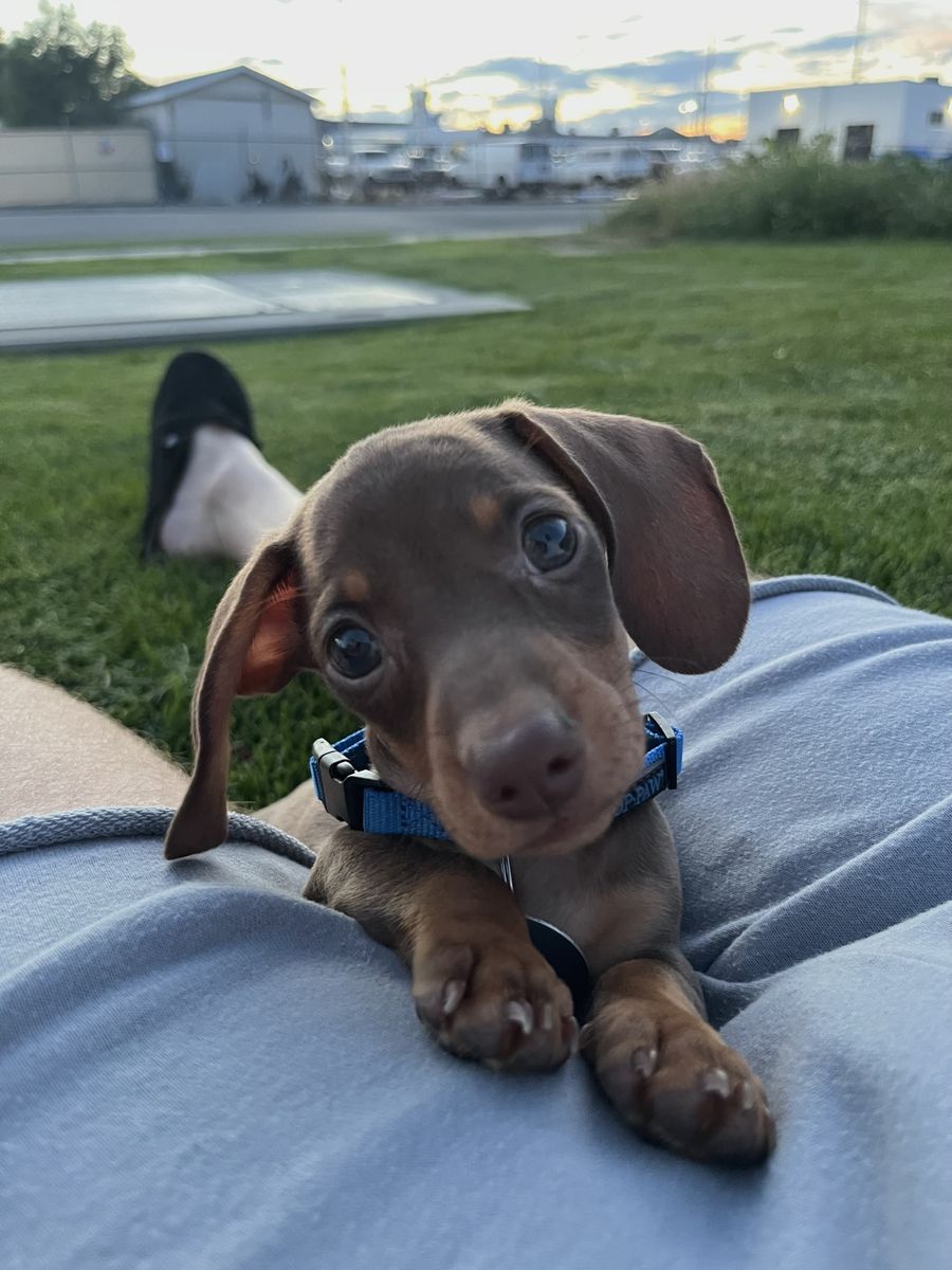 Mini Dachshund Puppy 
