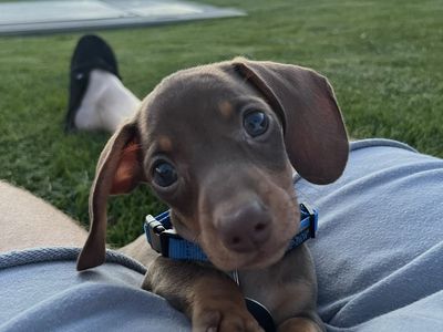 Mini Dachshund Puppy