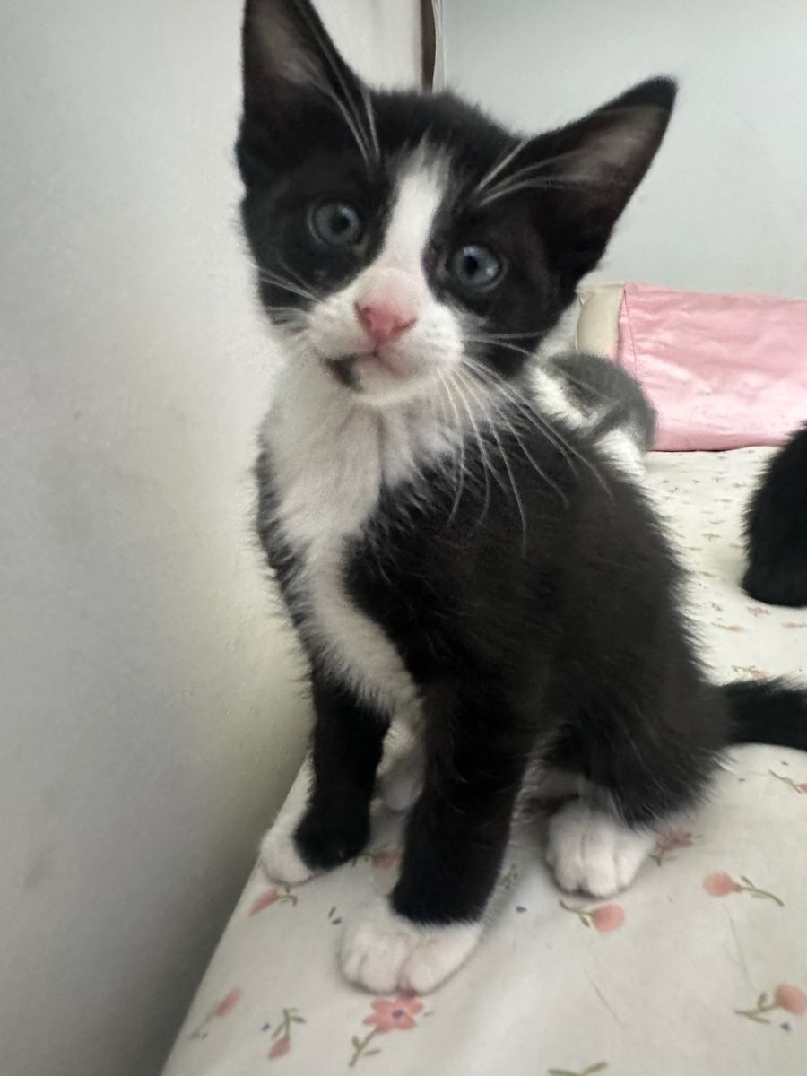 Kittens needing a good forever home