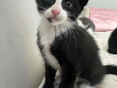Kittens needing a good forever home