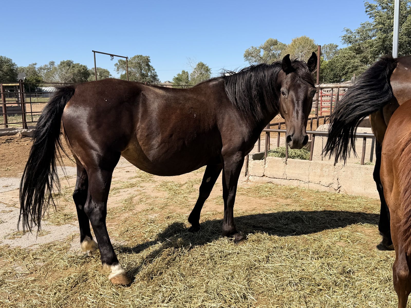 Bucking horse
