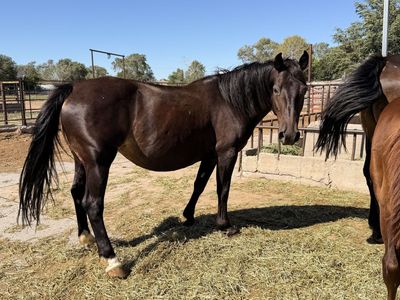 Bucking horse