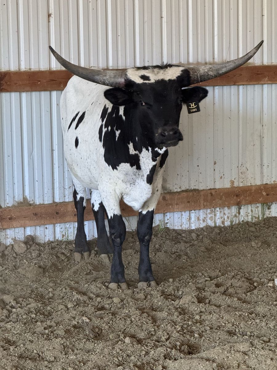 Longhorn Steer