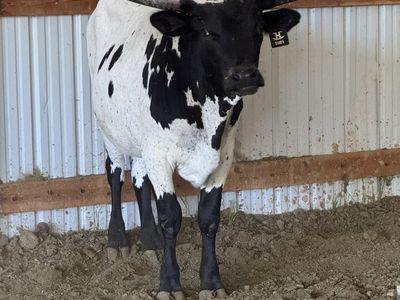Longhorn Steer