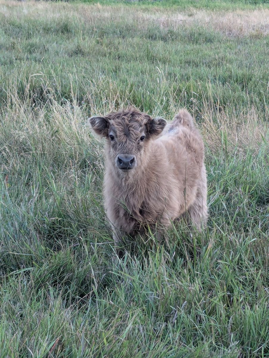 Mid/mini highland bull calf