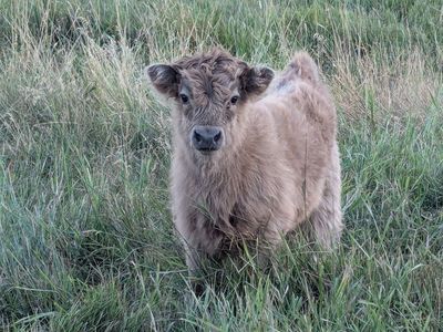 Mid/mini highland bull calf